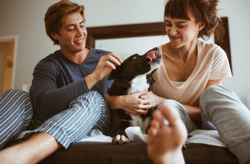 5 motivos para proteger os seus animais de companhia